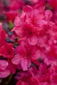 Rhododendron obtusum 'Sabina', Azalee, rosa Blüten, 20–25 cm