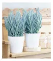 BALDUR Garten Senecio Aquarine® Mount Everest, 1 Pflanze, Exotische Zimmerpflanze Zimmerpflanze, Grünpflanze, mehrjährig - frostfrei halten, Wasserbedarf gering, Curio ficoides Mount Everest