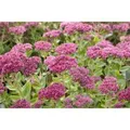 Sedum Telephium Herbstfreude Fetthenne Ca. 9x9 cm Topf