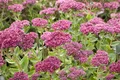 Sedum telephium 'Herbstfreude' 9x9 cm Topf – Winterhart, Mehrjährig, Pflegeleicht – Fetthenne – Staude für Beet & Steingarten