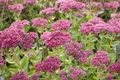 Pflanzen für Dich Staude Sedum telephium Herbstfreude, 1 St., Fetthenne, Hohe Fetthenne, Purpur-Fetthenne