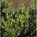 Aufrechte Lorbeerkirsche 40-60cm - Prunus,aurocerasus