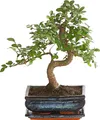 Dehner Bonsai Japanische Zelkove, Zelkova serrata, im Keramiktopf, gezackte Blätter, ca. 30-35 cm inkl. Keramiktopf, Topf 20 cm, Outdoor-Bonsai