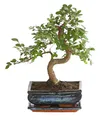 Dehner Bonsai Japanische Zelkove, Zelkova serrata, im Keramiktopf, gezackte Blätter, ca. 30-35 cm inkl. Keramiktopf, Topf 20 cm, Outdoor-Bonsai