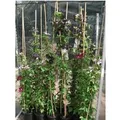Clematis Tangutica Gelbe Blüten 100–150 cm
