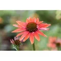 Echinacea Purpurea Sundown R Ca. 11x11 cm Topf