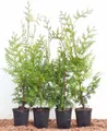 Pflanzen für Dich Konifere Thuja occ. Brabant, 1 St., Lebensbaum, Abendländischer Lebensbaum, immergrün, schnellwachsend