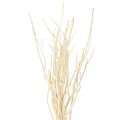Mitsumata Zweige Weiß Deko 34-60cm 12 St Naturdeko Asiatisch Maritim, 12 Stück
