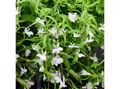 Exotenherz Beetpflanze Männertreu hängend weiss Lobelia richardii 11cm Set mit 3 Pflanzen