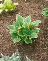 Hosta plantaginea 'So Sweet', Duftende Funkie, ca. 11x11 cm Topf