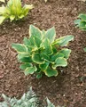 Pflanzen für Dich Staude Hosta plantaginea So Sweet, 1 St., Duftende Funkie, Duft-Funkie