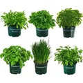 Dehner Kräuter-Set Küchenkräuter, 6 Stück, Basilikum, Liebstöckel, Petersilie, Schnittlauch, Rucola, Zitronenmelisse, je ca. 15 cm, Ø Topf 12... - dunkelgrün/Grün
