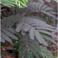 Hochstamm Seidenakazie Summer Chocolate - Schlafbaum 80-100cm - Albizia julibrissin