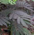 Hochstamm Seidenakazie Summer Chocolate - Schlafbaum 80-100cm - Albizia