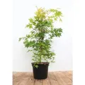 Acer Palmatum Sangokaku Japanischer Ahorn Leuchtend Rot 40–50 cm