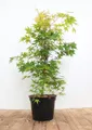 Pflanzen für Dich Gehölze Acer palmatum Sangokaku, 1 St., Japanischer Ahorn, Fächerahorn