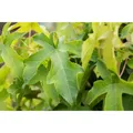 Liquidambar Styraciflua Autumn Color Globe Amberbaum 100–125 cm