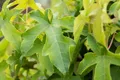 Liquidambar styraciflua 'Autumn Color Globe', Amberbaum, 100–125 cm