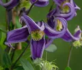 Waldrebe Fascination Clematis Kletterpflanze duftende lila Blüten 90 cm, Dehner