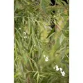 Salix Alba Tristis Trauerweide Gelbgrün 100–150 cm