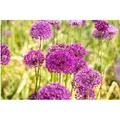 Allium Aflatunense Zierlauch Purple Sensation Ca 11x11 cm Topf