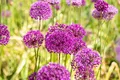 Allium aflatunense 'Purple Sensation' 11x11 cm Topf – Winterhart, Mehrjährig, Pflegeleicht – Zierlauch – Beetpflanze für Garten & Rabatte