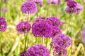 Pflanzen für Dich Staude Allium aflatunense Purple Sensation, 1 St., Zierlauch, Purpur-Lauch