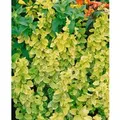 Lonicera Japonica Aureoreticulata Japanisches Geißblatt 100–150 cm