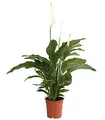 Dehner Air So Pure Einblatt Lauretta, großes Blattwerk, ca. 70-80 cm, Ø Topf 21 cm, Zimmerpflanze