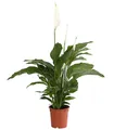 Dehner Zimmerpflanze Air So Pure Einblatt Lauretta, ca. 70-80 cm