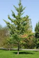 Pflanzen für Dich Konifere Ginkgo biloba Fastigiata, 1 St., Ginkgo, Fächerblattbaum, Mädchenhaarbaum, säulenförmig, gelbe Herbstfärbung
