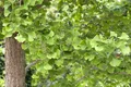 Pflanzen für Dich Konifere Ginkgo biloba, 1 St., Ginkgobaum, Fächerblattbaum, fächerförmige Blätter, gelbe Herbstfärbung