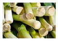 Stk - 250x Ökologische Lauch Porree Herbstriesen Hannibal Gemüse Pflanzen - Samen K421 - Seeds & Plants Shop by Ipsa