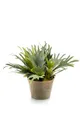 Künstliche Zimmerpflanze Plastik Geweihfarn ALATOZ im Terracottatopf, grün, 35cm Farn (Geweihfarn), artplants, Höhe 35.0 cm