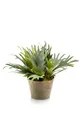 artplants Plastik Geweihfarn ALATOZ im Terracottatopf, grün, 35cm