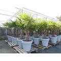 XXL Palme winterhart inkl. Pflanzkübel, 180 - 210 cm Trachycarpus fortunei, Hanfpalme,