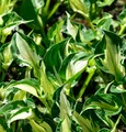 Funkie Enterprise - großer Topf - Hosta cultorum