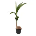 Echte Kokospalme - Cocos nucifera - mit echter Kokosnuss - 19cm Topf - ca. 100cm