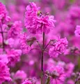 gefüllte Pechnelke - Lychnis viscaria - lebende Gartenpflanze aus den Baumschulen