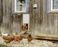 Automatische Hühnertür mit Schieber elektrische Hühnerklappe Stallöffner