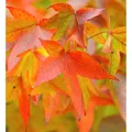 Amerikanischer Amberbaum Fame Forever 125-150cm - Liquidambar styraciflua