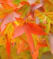 Amerikanischer Amberbaum Fame Forever 125-150cm - Liquidambar styraciflua