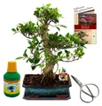 Bonsai Chin. Feigenbaum Ficus retusa ca. 12-15 Jahre 30cm Schale Geschenk-Set mit Schere und Dünger