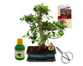 Exotenherz Zimmerpflanze Bonsai Chin. Ficus retusa ca. 12-15 Jahre 30cm Schale Geschenk-Set