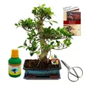 Bonsai Chin. Feigenbaum Ficus retusa ca. 12-15 Jahre 30cm Schale - Geschenk-Set