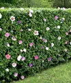 BALDUR Garten 5er Hibiskus-Hecke, Pflanzen im 9x9 cm-Topf, Hibiscus Syriacus, Heckenpflanzen blühend, bienenfreundlich, Blüten essbar, winterhart, blühende und blickdichte Hecke