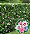 Hibiskus-Hecke, 5 Pflanzen, Hibiscus Syriacus Heckenpflanzen blühend