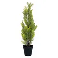 Europalms Zypresse (60 cm) (82606959)