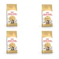 Royal Canin Maine Coon Adult | 4er Pack | 4 x 400 g | Alleinfuttermittel für adulte Maine Coon Katzen | Speziell für ausgewachsene Maine Coon entwickelt | Ab dem 12. Lebensmonat
