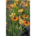 Echinacea Purpurea Tiki Torch R Roter Sonnenhut Ca. 11x11 cm Topf